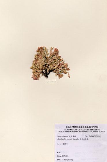 中文名：北方赤盾藻 (A001269)學名： em Rhodopeltis borealis Yamada /em 