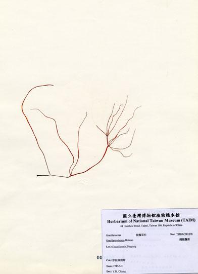 中文名：繩龍鬚菜 (A001278)學名： em Gracilaria chorda Holmes /em 
