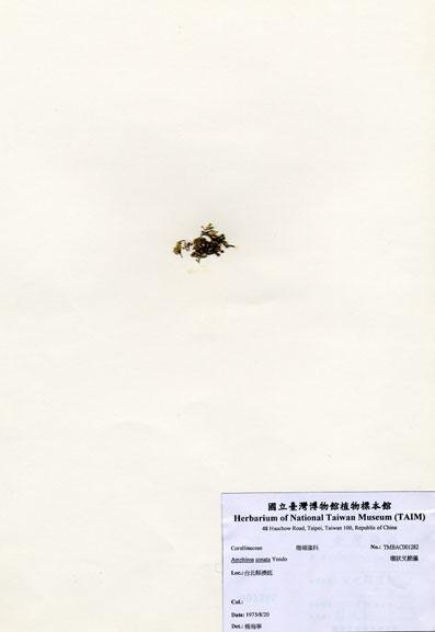 中文名：環狀叉節藻 (A001282)學名： em Amphiroa zonata Yendo /em 