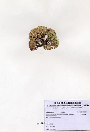 中文名：白果胞藻 (A001284)學名： em Tricleocarpa fragilis (Linnaeus) Huisman et Townsend /em 