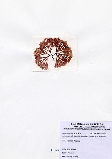 中文名：擬日本鮮奈藻 (A001287)學名： em Scinaia pseudo-japonica Yamada et Tanaka /em 