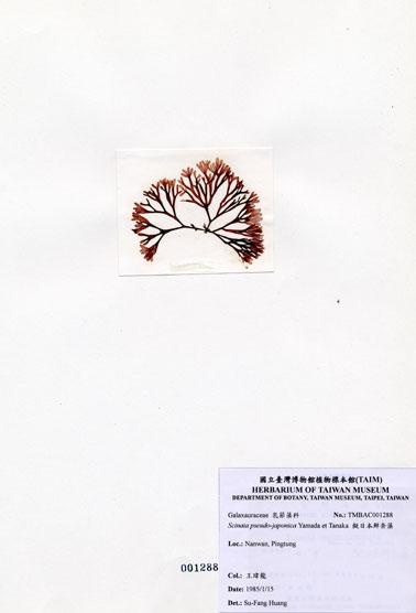中文名：擬日本鮮奈藻 (A001288)學名： em Scinaia pseudo-japonica Yamada et Tanaka /em 