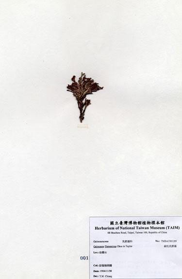 中文名：絨毛乳節藻 (A001289)學名： em Galaxaura filamentosa Chou in Taylor /em 