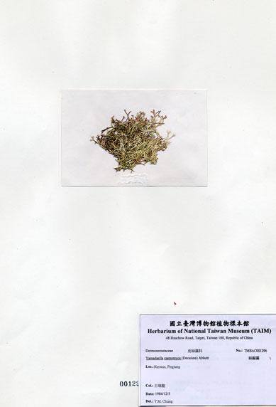 中文名：絲擬藻 (A001296)學名： em Yamadaella caenomyce (Decaisne) Abbott /em 