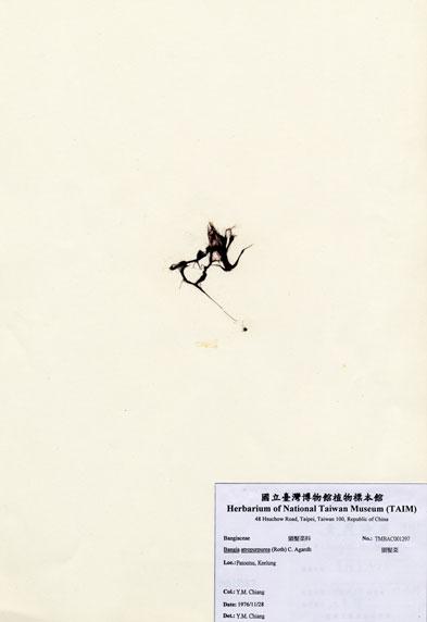 中文名：頭髮菜 (A001297)學名： em Bangia atropurpurea (Roth) C. Agardh /em 