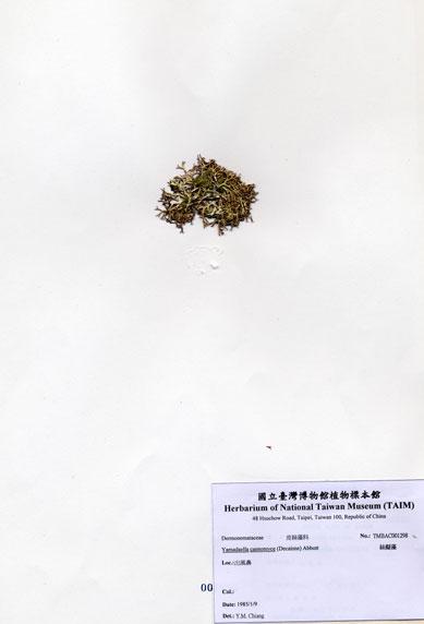中文名：絲擬藻 (A001298)學名： em Yamadaella caenomyce (Decaisne) Abbott /em 