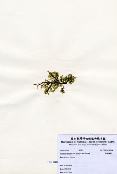 中文名：盾葉蕨藻 (A001306)學名： em Caulerpa racemosa var. peltata (Lam.) Eubank /em 