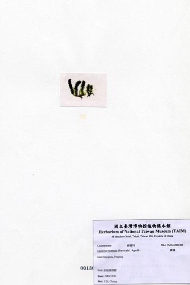 中文名：蕨藻 (A001308)學名： em Caulerpa racemosa (Forsskal) J. Agardh /em 