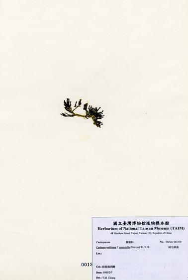 中文名：絨毛蕨藻 (A001309)學名： em Caulerpa webbiana f. tomentella (Harvey) W. V. B. /em 