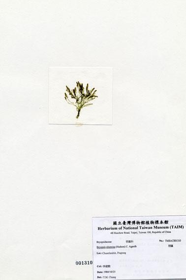中文名：羽藻 (A001310)學名： em Bryopsis plumosa (Hudson) C. Agardh /em 