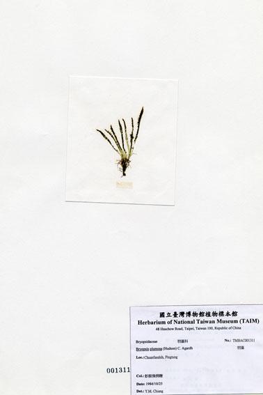 中文名：羽藻 (A001311)學名： em Bryopsis plumosa (Hudson) C. Agardh /em 