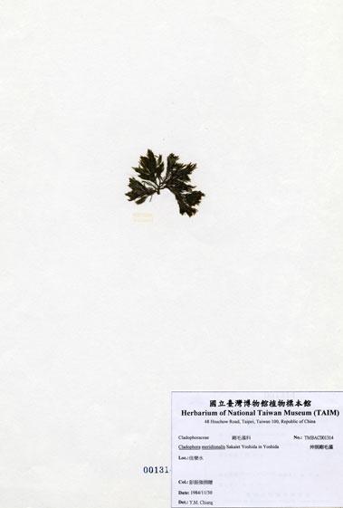 中文名：伸展剛毛藻 (A001314)學名： em Cladophora meridionalis Sakaiet Yoshida in Yoshida /em 