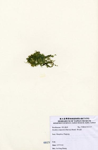 中文名：布氏藻 (A001317)學名： em Boodlea composita (Harvey) Brand /em 