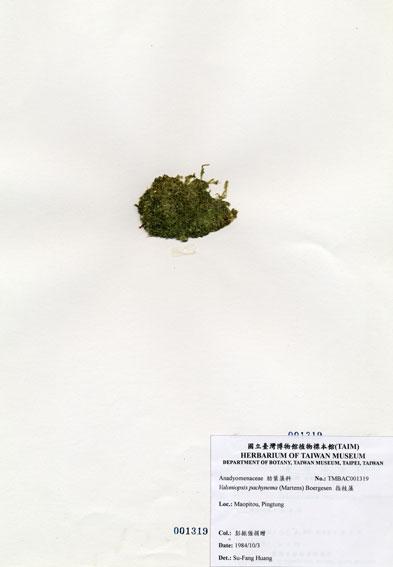 中文名：指枝藻 (A001319)學名： em Valoniopsis pachynema (Martens) Boergesen /em 