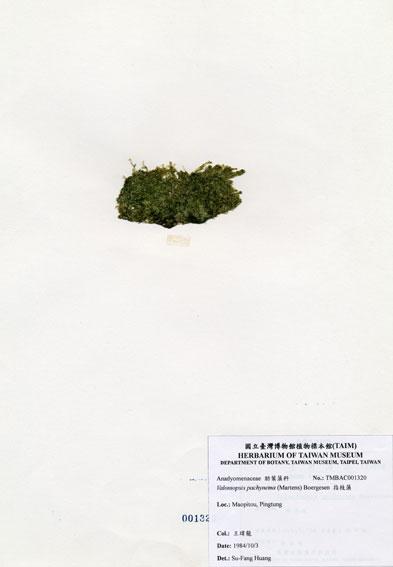中文名：指枝藻 (A001320)學名： em Valoniopsis pachynema (Martens) Boergesen /em 