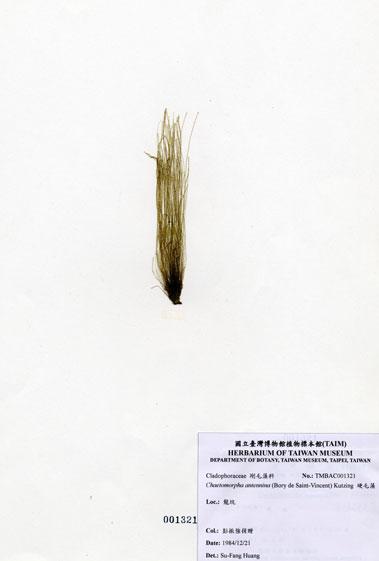 中文名：硬毛藻 (A001321)學名： em Chaetomorpha antennina (Bory de Saint-Vincent) Kutzing /em 