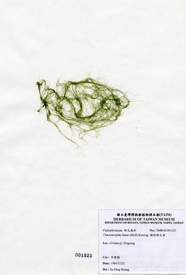 中文名：線形硬毛藻 (A001323)學名： em Chaetomorpha linum (O. F. Muller) Kutzing /em 