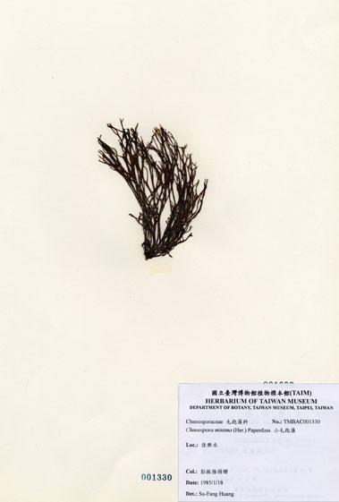 中文名：小毛孢藻 (A001330)學名： em Chnoospora minima (Hering) Papenfuss /em 