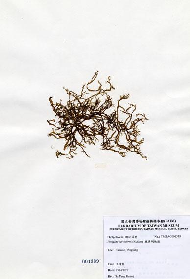 中文名：鹿角網地藻 (A001339)學名： em Dictyota cervicornis Kutzing /em 