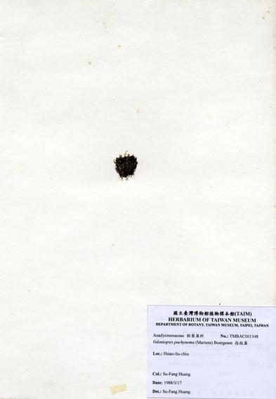 中文名：指枝藻 (A001348)學名： em Valoniopsis pachynema (Martens) Boergesen /em 