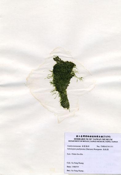 中文名：指枝藻 (A001351)學名： em Valoniopsis pachynema (Martens) Boergesen /em 