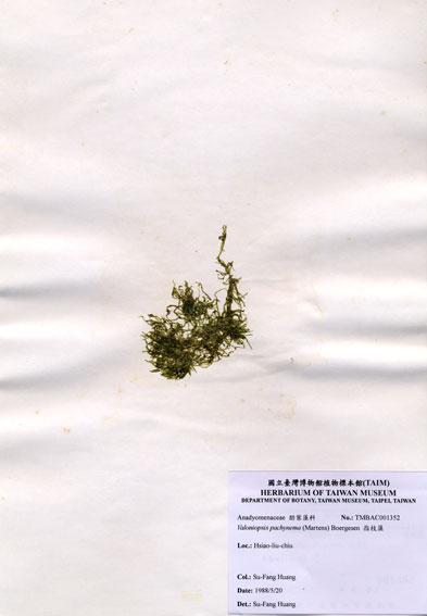 中文名：指枝藻 (A001352)學名： em Valoniopsis pachynema (Martens) Boergesen /em 