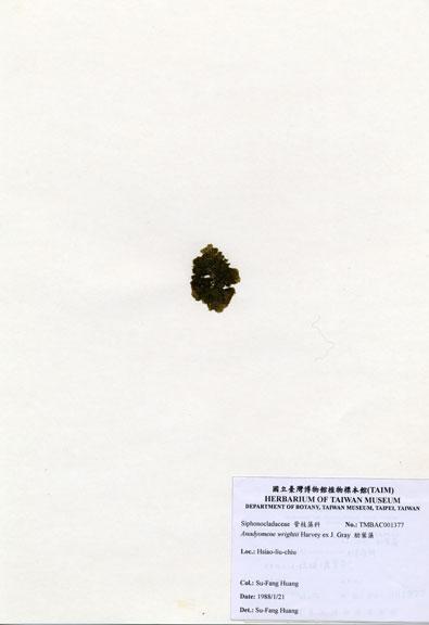 中文名：肋葉藻 (A001377)學名： em Anadyomene wrightii Harvey ex J. Gray /em 