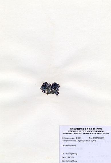 中文名：寬珊藻 (A001391)學名： em Mastophora rosea (C. Agardh) Setchell /em 
