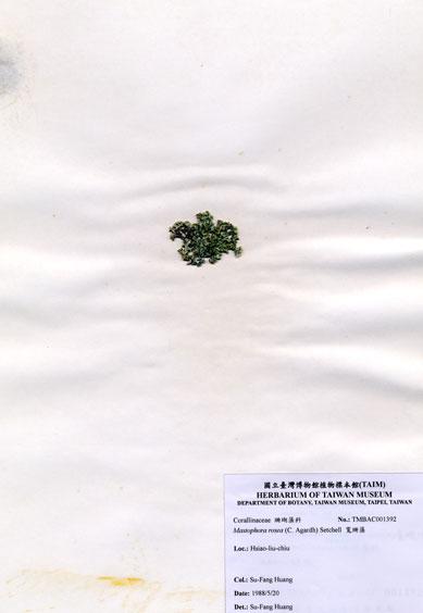 中文名：寬珊藻 (A001392)學名： em Mastophora rosea (C. Agardh) Setchell /em 
