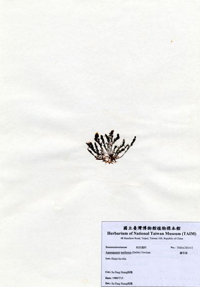 中文名：蘆筍藻 (A001413)學名： em Asparagopsis taxiformis (Delile) Trevisan /em 