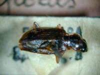 拉丁屬名： em Colpodes /em 拉丁種名： em formosanus /em 