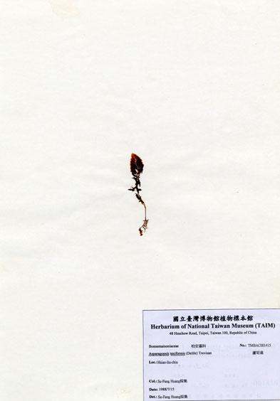 中文名：蘆筍藻 (A001415)學名： em Asparagopsis taxiformis (Delile) Trevisan /em 