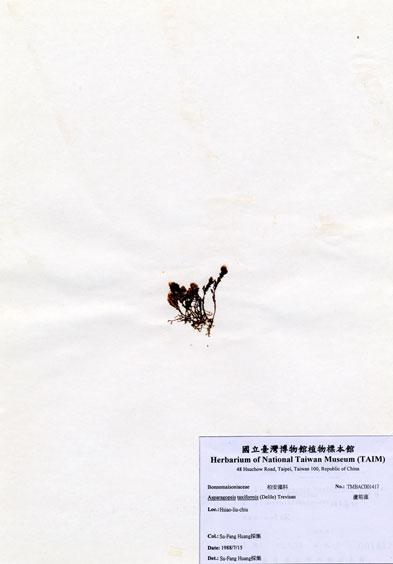 中文名：蘆筍藻 (A001417)學名： em Asparagopsis taxiformis (Delile) Trevisan /em 