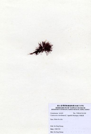 中文名：縱胞藻 (A001428)學名： em Centroceras clavulatum (C. Agardh) Montagne /em 