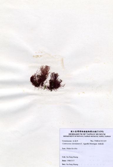 中文名：縱胞藻 (A001429)學名： em Centroceras clavulatum (C. Agardh) Montagne /em 