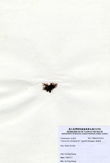 中文名：縱胞藻 (A001430)學名： em Centroceras clavulatum (C. Agardh) Montagne /em 