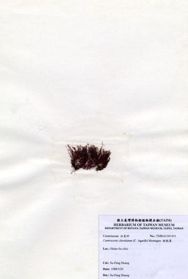 中文名：縱胞藻 (A001431)學名： em Centroceras clavulatum (C. Agardh) Montagne /em 
