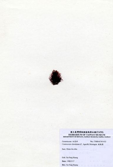 中文名：縱胞藻 (A001432)學名： em Centroceras clavulatum (C. Agardh) Montagne /em 