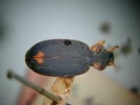 拉丁屬名： em Chlaenius /em 拉丁種名： em cyanicepa /em 