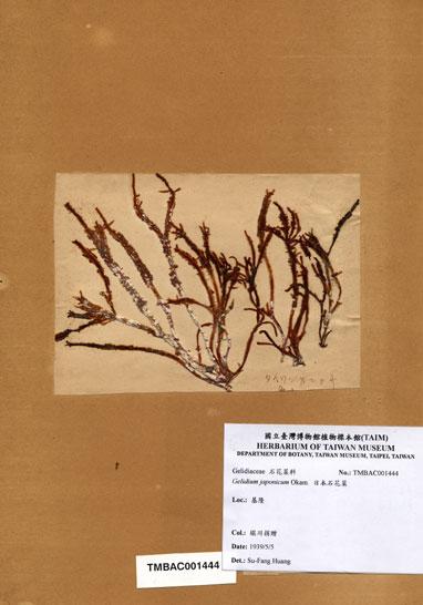 中文名：日本石花菜 (A001444)學名： em Gelidium japonicum (Harvey) Okamura /em 