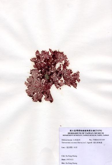 中文名：猩紅斜網藻 (A001449)學名： em Vanvoorstia coccinea Harvey ex J. Agardh /em 