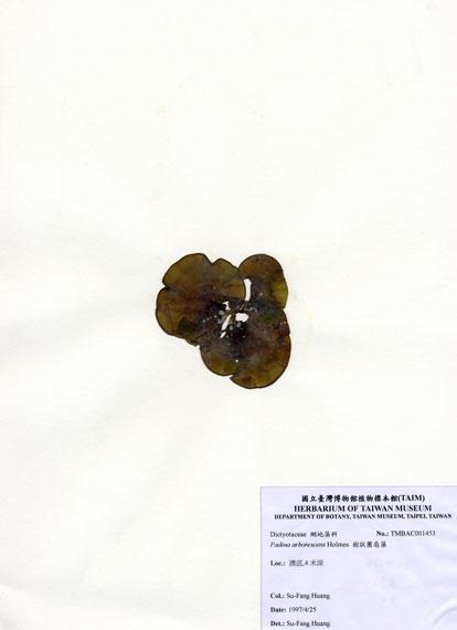 中文名：樹狀團扇藻 (A001453)學名： em Padina arborescens Holmes /em 