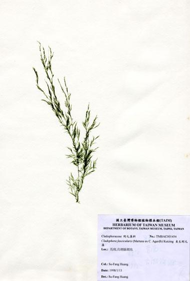 中文名：束生剛毛藻 (A001454)學名： em Cladophora fascicularis (Mertens ex C. Agardh) Kutzing /em 