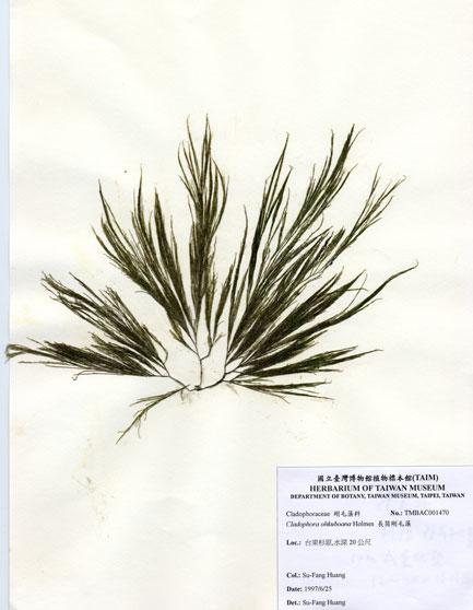中文名：長筒剛毛藻 (A001470)學名： em Cladophora ohkuboana Holmes /em 