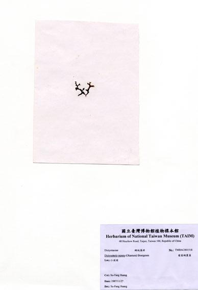 中文名：匍匐網翼藻 (A001518)學名： em Dictyopteris repens (Okamura) Boergesen /em 