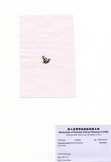 中文名：匍匐網翼藻 (A001519)學名： em Dictyopteris repens (Okamura) Boergesen /em 