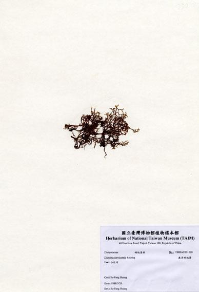中文名：鹿角網地藻 (A001520)學名： em Dictyota cervicornis Kutzing /em 