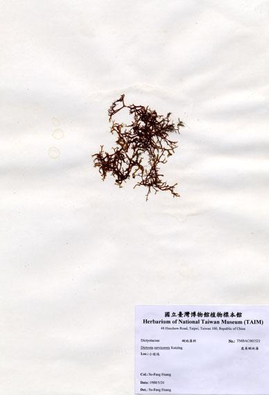 中文名：鹿角網地藻 (A001521)學名： em Dictyota cervicornis Kutzing /em 