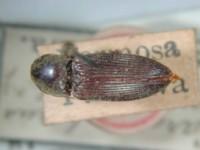 拉丁屬名： em Cardiophorus /em 拉丁種名： em yauagiwarae /em 
