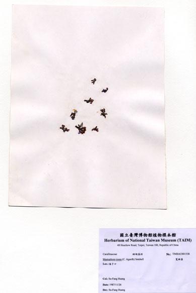 中文名：寬珊藻 (A001538)學名： em Mastophora rosea (C. Agardh) Setchell /em 